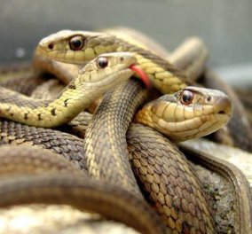  Εμπρός, κατάδυση στον λάκκο με τα 75.000 φίδια - Μέχρι και 100 αρσενικά φιδια πολιορκούν το ίδιο θηλυκό! (βίντεο) - Κυρίως Φωτογραφία - Gallery - Video
