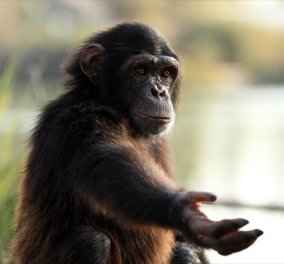 Αποκωδικοποιήθηκε το νόημα των χειρονομιών των χιμπατζήδων: Η  «γλώσσα» τους εχει  66 βασικές χειρονομίες που αντιστοιχούν σε 19 διαφορετικά νοήματα! - Κυρίως Φωτογραφία - Gallery - Video