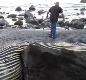 Φάλαινα 100 τόνων στην Νέα Ζηλανδία: Το συγκλονιστικό θέαμα εκτυλισσόταν μπροστά στα μάτια των τουριστών! (φωτό - βίντεο)  - Κυρίως Φωτογραφία - Gallery - Video