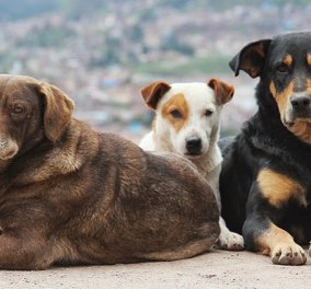 Dog Story of the Day: Πως ο Sunny, η Σάμπα και ο Adam από εγκαταλελειμμένα βρίσκουν αγκαλιά και στοργή σε οικογένειες που τα υιοθετούν!  - Κυρίως Φωτογραφία - Gallery - Video