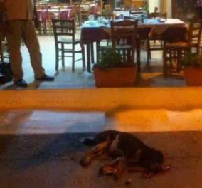 Ποιος ταβερνιάρης σκότωσε τη Μάγκυ τη σκυλίτσα; Κινητοποίηση από όλη την Ελλάδα για την αδέσποτη στα Νέα Στύρα που βρήκε φρικτό θάνατο! (φωτό)  - Κυρίως Φωτογραφία - Gallery - Video