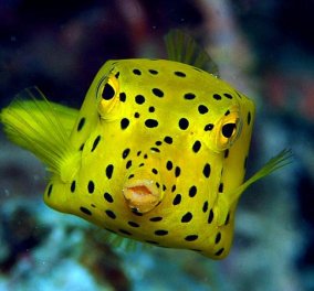 Το πιο παράξενο ψάρι στον κόσμο. Λέγεται boxfish και δεν πάει ο νους σας από πού πήρε το όνομά του! (φώτο) - Κυρίως Φωτογραφία - Gallery - Video