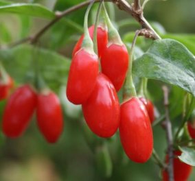 Η Ελευθερία Αυγουστάκη είναι η πρώτη καλλιεργήτρια φρέσκων Godji Berries - «Με 25.100 αντιοξειδωτικά μακράν το top superfood της μακροζωίας»