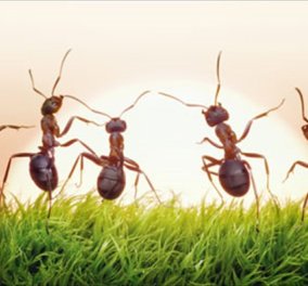 Mια τρομερά οικονομική και απλή λύση για να ξεφορτωθείτε από το σπίτι και τα μπαλκόνια σας όλα τα μυρμήγκια στο «άψε σβήσε»!  - Κυρίως Φωτογραφία - Gallery - Video