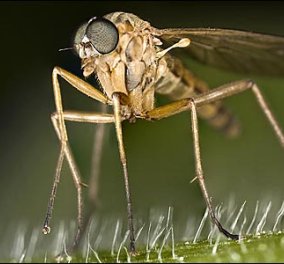 Πώς να απαλλαγείτε οριστικά και φυσικά από τα κουνούπια! Φτιάξτε την τέλεια «κουνουποπαγίδα» και κοιμηθείτε ξέγνοιαστα! (φωτό) - Κυρίως Φωτογραφία - Gallery - Video