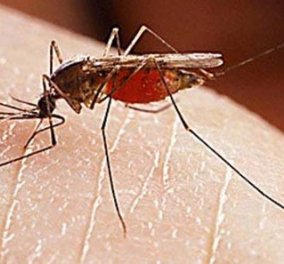 Τσούχτρες, σφήκες και κουνούπια: Πώς να αντιμετωπίσετε τα καλοκαιρινά τσιμπήματα κάθε είδους!  - Κυρίως Φωτογραφία - Gallery - Video