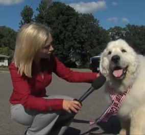 HΠΑ: Σκύλος... δήμαρχος εξελέγη στη Μινεσότα και μάλιστα άνετα! Δείτε τον μισθό του! - Κυρίως Φωτογραφία - Gallery - Video
