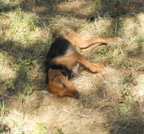 Νεκρά σκυλιά από δηλητηριασμένα δολώματα στο Εθνικό Πάρκο της Πίνδου-Ανησυχία για τα συνεχόμενα κρούσματα - Κυρίως Φωτογραφία - Gallery - Video
