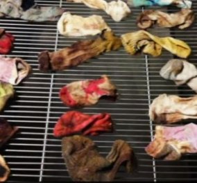 Απίστευτο: Γερμανικός μολοσσός είχε φάει...43 κάλτσες-Τις αφαίρεσαν με εγχείρηση από το στομάχι του! (φωτό & βίντεο) - Κυρίως Φωτογραφία - Gallery - Video