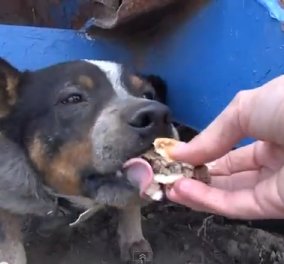 11 μήνες αυτός ο σκυλάκος ζούσε φοβισμένος κάτω από ένα κάδο απορριμάτων-Ευτυχώς όμως τώρα βρήκε οικογένεια! (βίντεο) - Κυρίως Φωτογραφία - Gallery - Video