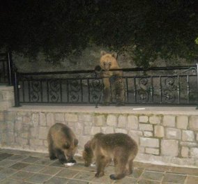 Την πιο γλυκιά «κατάληψη» κάνουν κάθε βράδυ τρία αρκουδάκια στις αυλές των σπιτιών στο Μέτσοβο (φωτογραφίες) - Κυρίως Φωτογραφία - Gallery - Video