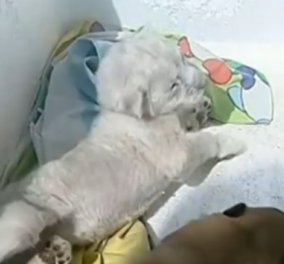 Το θαύμα της φύσης: Μια σκυλίτσα υιοθέτησε ένα μικρό λιονταράκι που δεν το ήθελε η μητέρα του (βίντεο) - Κυρίως Φωτογραφία - Gallery - Video