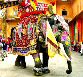Ινδία: Eλέφαντας ποδοπάτησε & τραυμάτισε θανάσιμα τουρίστρια ενώ εκείνη προσπαθούσε να τραβήξει selfie με την οικογένεια της 