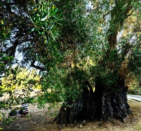 GOOD NEWS: 1.120 ετών, 952 & 735 ετών ελαιόδεντρα υπάρχουν στην Κέρκυρα - Επίσημη διαβεβαίωση από το Πανεπιστήμιο Βοτανολογίας και Ζωολογίας του δάσους της Δρέσδης Γερμανίας 