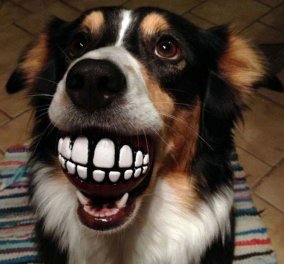 Υπέροχα σκυλάκια που σκάνε «τεράστιο» χαμόγελο με το καινούριο τους παιχνίδι (εικόνες και video) - Κυρίως Φωτογραφία - Gallery - Video