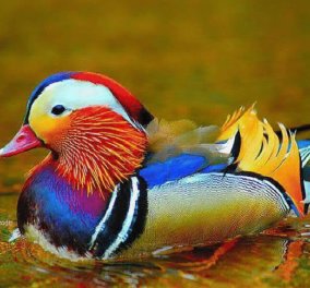 Ο υπέροχος κόσμος των ζώων και των πουλιών-εικόνες μοναδικές - Κυρίως Φωτογραφία - Gallery - Video