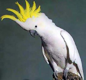 Ένας παπαγάλος που χορεύει, ροκάρει και πρωταγωνιστεί σε διαφημίσεις!