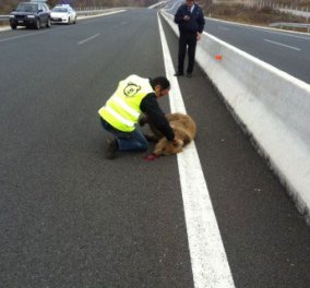 Δύο ''μωρά'' αρκουδάκια τεσσάρων μηνών νεκρά σε τροχαίο στην Εγνατία