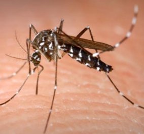Έκτακτα μέτρα και ανησυχία για τα κουνούπια μετά τον πρώτο θάνατο και στην Αθήνα! - Κυρίως Φωτογραφία - Gallery - Video