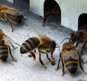 Τσιμπήματα από μέλισσες και σφήκες - Κυρίως Φωτογραφία - Gallery - Video