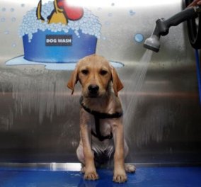 Σουίτες πολυτελείας για σκύλους και άλλα τετράποδα στη Νέα Υόρκη! - Κυρίως Φωτογραφία - Gallery - Video