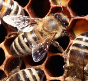 Έχει πλάκα... η είδηση: ''Γαλλίδες'' μέλισσες παρήγαγαν μπλε και πράσινο μέλι, γιατί; - Κυρίως Φωτογραφία - Gallery - Video