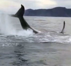 Εκπληκτικό βίντεο: Μια τεράστια φάλαινα κάνει φανταστικές φιγούρες με την ουρά της στο νερό!