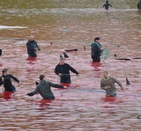 Σκότωσαν μαζικά 150 δελφίνια: Το βάρβαρο αιματοβαμμένο έθιμο στα νησιά Φερόε - φοβερές φωτό - Σκληρές 