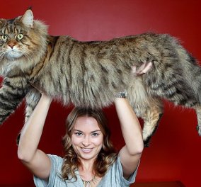 Είναι οι 20 μεγαλύτερες γάτες που έχετε δει ποτέ στην ζωή σας: Τροφαντές & λουσάτες! 