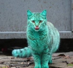 Αυτή τη γάτα, τη πράσινη, από τη Βουλγαρία, την είδατε τελικά;(Φωτό)