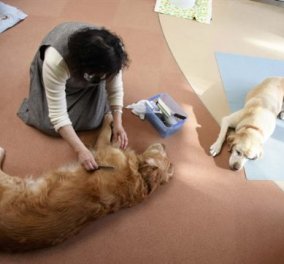 Γηροκομεία για σκύλους ξεφυτρώνουν συνεχώς στην Ιαπωνία - 1.860 δολάρια τον μήνα για να μείνει το κατοικίδιο σας! - Κυρίως Φωτογραφία - Gallery - Video