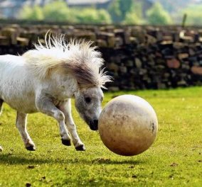 Το smile βίντεο της ημέρας: Ένα παιχνιδιάρικο άλογο το διασκεδάζει για τα καλά με μια μπάλα! Δείτε το!