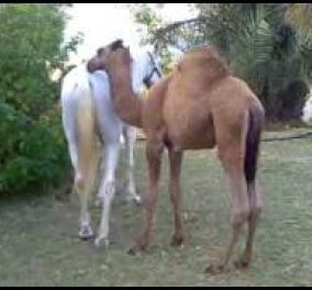 Feelgood Βίντεο: Καμήλα - μωρό παίζει με το αλογάκι και την καταβρίσκουν!