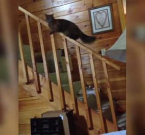 Smile: Αυτή η γάτα κατεβαίνει από την κουπαστή της σκάλας... σαν μια μικρή κυρία