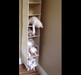 Smile βίντεο: Γλυκούλικες γατούλες παίζουν χαρούμενες μέσα σε μια.. παπουτσοθήκη