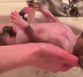 Αξιαγάπητο και απολαυστικό: Πώς παίρνει το ντουζάκι του ένα τρισχαριτωμένο κουτάβι! (βίντεο)