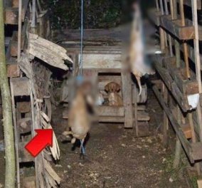 Γιάννενα: Κρέμασαν δύο κουτάβια μπροστά στη μητέρα τους - Σοκάρουν οι εικόνες της πρωτοφανούς κτηνωδίας! (Φωτό) - Κυρίως Φωτογραφία - Gallery - Video