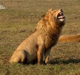 Απίστευτο βίντεο: Ένα μεγαλοπρεπές λιοντάρι γελάει με την ψυχή του, σαν άνθρωπος!