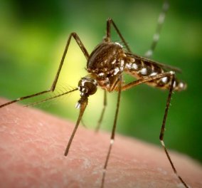 Τσίμπημα από κουνούπι: Αποτελεσματικοί τρόποι για να ανακουφιστείτε χωρίς να ξυστείτε