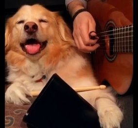 Smile: Γνωρίστε τον Maple, τον μουσικόφιλο σκυλάκο που παίζει διάφορα όργανα μαζί με το αφεντικό του