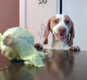 Smile: Σκύλος μετά από επανειλλημένες προσπάθειες κλέβει...λάχανο!(Βίντεο)