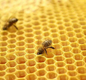Θα σας κάνει να... κολλήσετε! Ξεκινά για 6η χρονιά το Φεστιβάλ Ελληνικού Μελιού & Προϊόντων Μέλισσας!