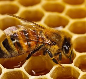 Η «γλυκιά» κλοπή της χρονιάς: Έκλεψαν 10 τόνους μέλι από μελισσοκόμο στην Κρήτη