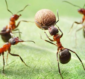 Πώς να διώξετε  τα μυρμήγκια από το σπίτι σας εύκολα και απλά - Ιδού τα πιο απλά tips