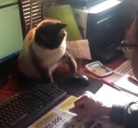 Ξεκαρδιστικό βίντεο: Γάτα προστατεύει σαν να είναι το μωρό της... το mouse του υπολογιστή