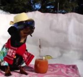 Smile: Ο σκύλος Crusoe δεν πτοείται από το χιόνι και δεν χάνει στιγμή την καλοκαιρινή του διάθεση βάζοντας μαγιό & γκλαμουράτα γυαλιά! (Βίντεο)