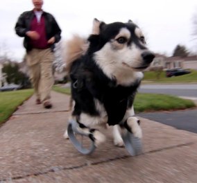 Ραγίζει καρδιές το σκυλάκι που τρέχει για πρώτη φορά με τα προσθετικά του πόδια - Μια τρυφερή ιστορία αγάπης!(Φωτό - Βίντεο)