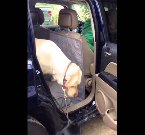 Συγκινητικό βίντεο: Σκύλος βοηθάει το φίλο του να κατέβει από το αυτοκίνητο