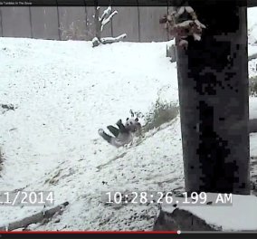Η στιγμή της χαλάρωσης σας με αυτό το βίντεο: Ένα γλυκούτσικο μωρό panda παίζει στο χιόνι!