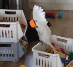 Smile βίντεο: Ο παπαγάλος άλλαξε τη φωνή του.... τσιρίζοντας σε μια κούπα